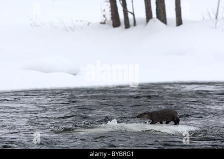 Wilde Europäische Otter (Lutra Lutra) auf Eisberg Stockfoto