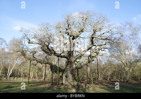 Die große Eiche, Sherwood Wald im winter Stockfoto