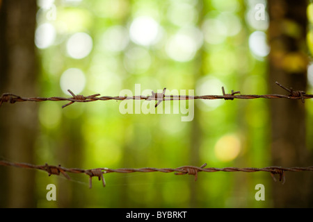 Nahaufnahme von rostigen Stacheldraht auf grünem Hintergrund Stockfoto