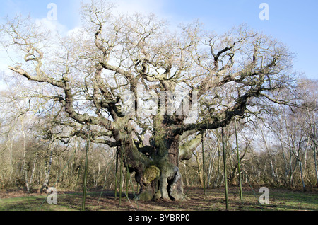 Die große Eiche, Sherwood Wald im winter Stockfoto