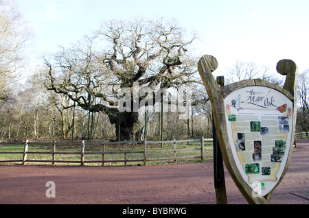Die große Eiche, Sherwood Wald im winter Stockfoto