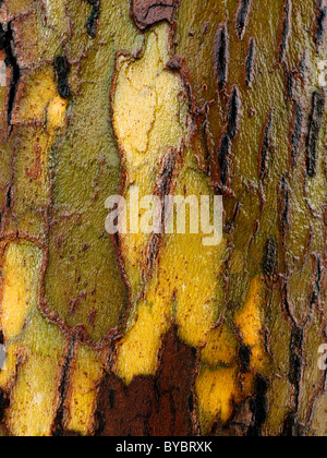 Nahaufnahme Detail des nassen Platane Rinde Stockfoto