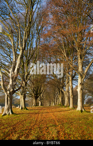 Allee der Bäume; Lanhydrock; Cornwall Stockfoto