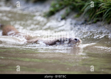 Otter; Lutra Lutra; Schwimmen; Cornwall Stockfoto