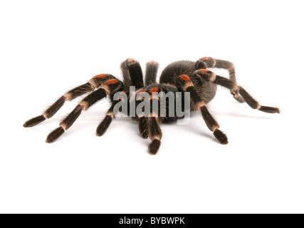 mexikanische Flamme Knie Vogelspinne aka Mexican Redknee Tarantula Brachypelma Smithi Porträt in einem studio Stockfoto