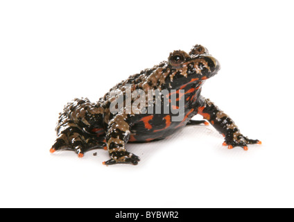 Feuer-bellied Toad Geburtshelferkröte Orientalis Porträt in einem studio Stockfoto