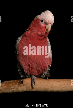 Rose breasted Kakadu Cacatua Roseicapilla hocken in einem studio Stockfoto