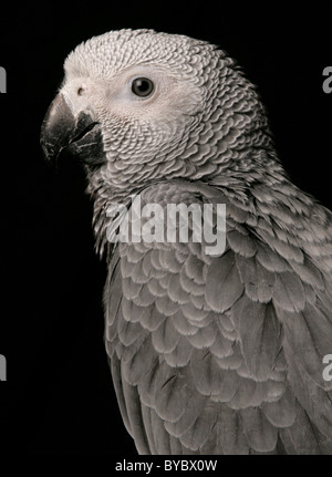 Kongo afrikanischen grau Papageien Psittacus Erithacus Erithacus hocken in einem studio Stockfoto