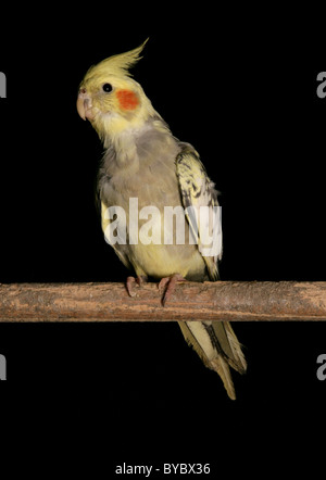 Nymphensittich Nymphicus Hollandicus Erwachsene hocken in einem studio Stockfoto