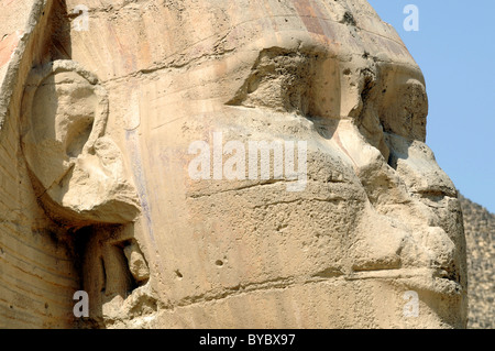 Sphinx, Giza, Ägypten Stockfoto