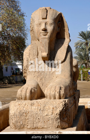Sphinx in den Ruinen von Memphis, Ägypten Stockfoto