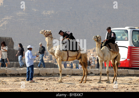 Polizei auf Kamelen von Gizeh in Ägypten. Stockfoto