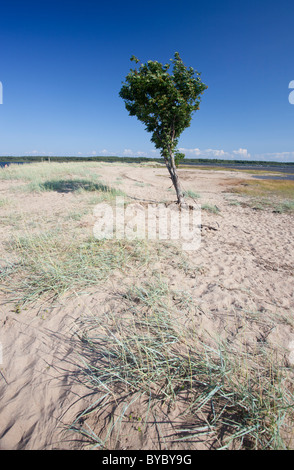 Der einzige Baum, der auf dem Meeresstrand auf der Insel Hailuoto wächst, Finnland Stockfoto