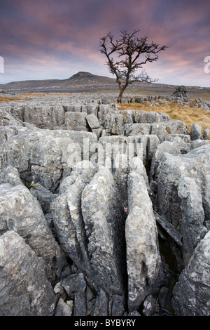 Blick Richtung Ingleborough Hill aus der Kalkstein Bürgersteige Twisleton Narbe in der Nähe von Chapel-Le-Dale Riblesdale Yorkshire Dales UK Stockfoto