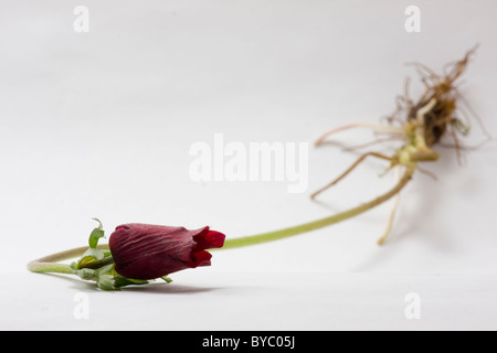 Tulpe mit Wurzel Stockfoto