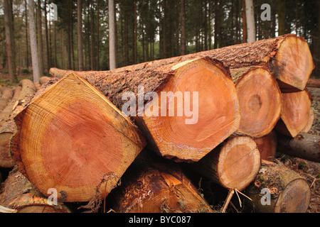 Gestapelte Protokolle im New Forest, UK Stockfoto