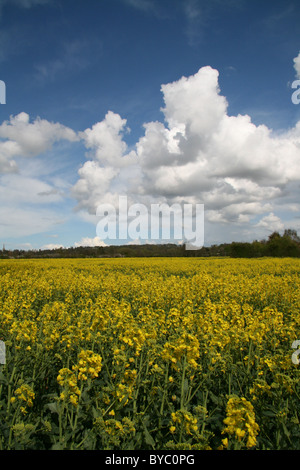 Bereich der gold Stockfoto