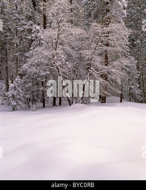 Winter, Giant Forest, Sequoia und Kings Canyon Nationalpark, Kalifornien Stockfoto