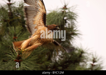 Ein rot - angebundener Falke ausziehen. Stockfoto