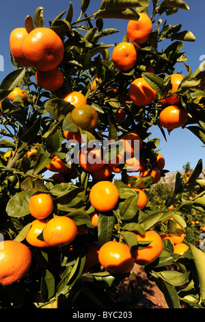 Mandarinen wachsen auf Baum, Provinz Alicante, Valencia, Spanien Stockfoto