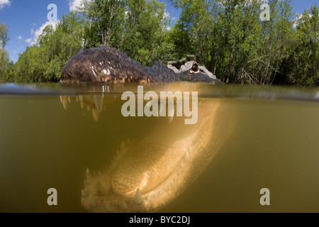 Amerikanischer Alligator (Alligator Mississippiensis), Big Cypress National bewahren, Florida, U.S.A. (Nordamerika - Süßwasser) Stockfoto