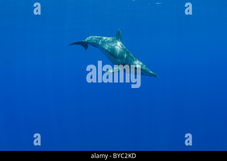 grob-gezahnte Delphin (Steno Bredanensis), Kona, Hawaii (Zentralpazifik) Stockfoto