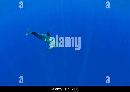 grob-gezahnte Delphin (Steno Bredanensis), Kona, Hawaii (Zentralpazifik) Stockfoto