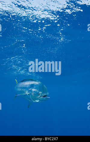 Dorado, Mahi-Mahi oder Delphin Fisch, Coryphaena Hippurus, Isla Mujeres, Mexiko (Karibik) Stockfoto