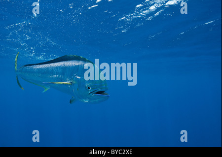 Dorado, Mahi-Mahi oder Delphin Fisch, Coryphaena Hippurus, Isla Mujeres, Mexiko (Karibik) Stockfoto