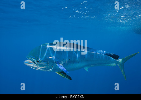 Dorado, Mahi-Mahi oder Delphin Fisch, Coryphaena Hippurus, Isla Mujeres, Mexiko (Karibik) Stockfoto