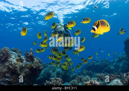 Taucher und Racoon Butterflyfish (Chaetodontidae Lunula) Kaiwi Punkt, Kona, Hawaii (Pazifik) Stockfoto