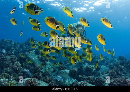 Taucher und Racoon Butterflyfish oder Waschbär Butterflyfish (Chaetodontidae Lunula) Kaiwi Punkt, Kona, Hawaii (Pazifik) Stockfoto