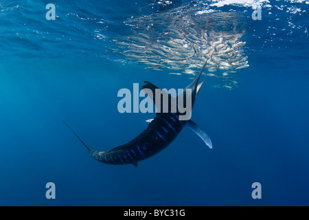 gestreifter Marlin, Tetrapturus Audax, Fütterung auf Baitball von Sardinen, Mexiko, Ostpazifik Stockfoto