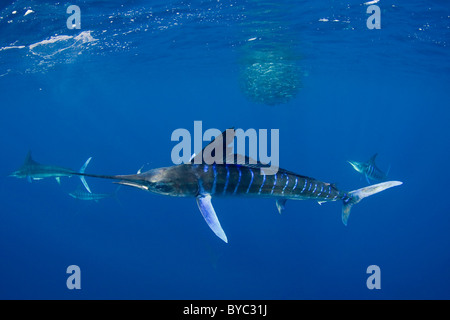 gestreifter Marlin, Tetrapturus Audax, Fütterung auf Sardinen, Mexiko (Ostpazifik) Stockfoto