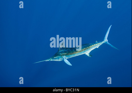 weißer Marlin, Tetrapturus Albidus, Essen eine Köderfische aus der Halbinsel Yucatan, Mexiko (Karibik) Stockfoto