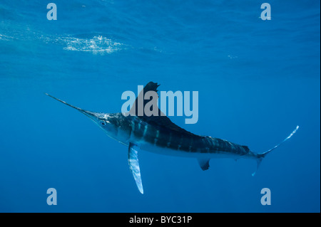 weißer Marlin, Tetrapturus Albidus vor Halbinsel Yucatan, Mexiko (Karibik) Stockfoto