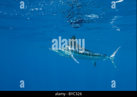 weißer Marlin, Tetrapturus Albidus vor Halbinsel Yucatan, Mexiko (Karibik) Stockfoto