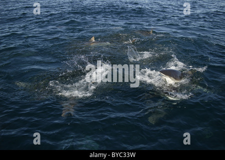 Haie Kupfer oder Bronze Walfänger ernähren sich von einem Köder Ball von Sardinen während Sardine Run, Südafrika Stockfoto