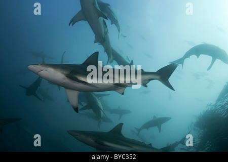 Haie Kupfer oder Bronze Walfänger ernähren sich von einem Köder Ball von Sardinen während Sardine Run, Südafrika Stockfoto
