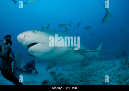 Shark Feeder und Bull Shark, Carcharhinus Leucas, Playa del Carmen, Cancun, Quintana Roo, Halbinsel Yucatan, Mexiko (in der Karibik Stockfoto