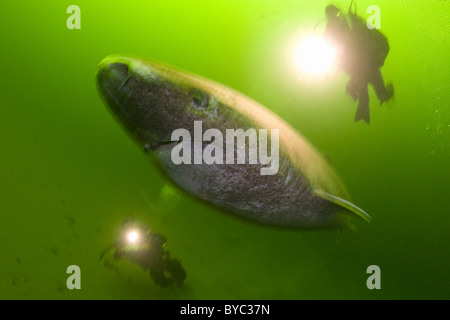 Schläfer Grönlandhai Somniosus Microcephalus und Taucher, Str. Lawrence Fluß Mündung, Kanada Stockfoto