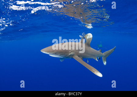 ozeanische Weißspitzen Haie, Carcharhinus Longimanus, mit pilot Fisch, Naucrates Fortschreitens Kona Coast, Hawaii Stockfoto