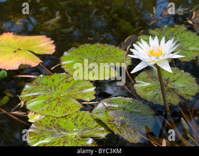 Ein Wildwasser Lilly blühen in einem Teich. Stockfoto