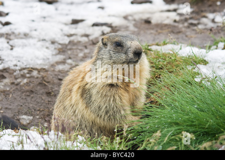 Murmeltier stehend auf dem Schnee bedeckt Wiese in italienischen Alpen Stockfoto