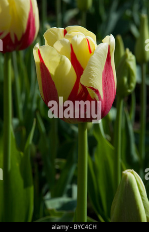 TULIPA 'WORLD EXPRESSION' Stockfoto