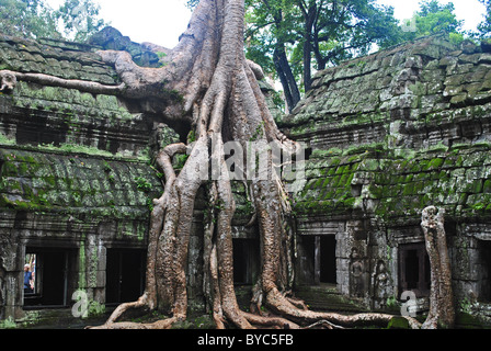 Ficus Gibbosa Baumwurzeln im Ta Prohm Tempel, Kambodscha Stockfoto