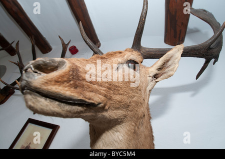 Gefüllte Hirschkopf hängen an der Wand wie eine Jagdtrophäe Stockfoto