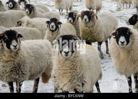 Swaledale Schafen auf Ecton Hügel im Peak District National Park Stockfoto