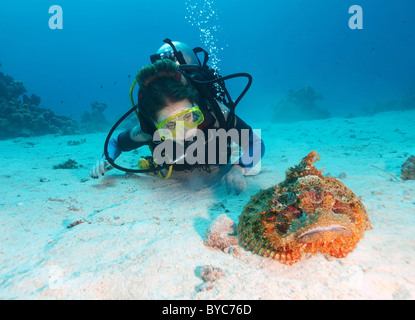 Weibliche Scuba diver Blick auf auf Pastellrosafarbene Rispen Drachenkopf (Scorpaenopsis oxycephala), Rotes Meer, Ägypten, Afrika Stockfoto