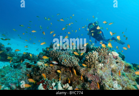 Weibliche Scuba diver Blick auf auf coralfish Lyra-tail basslet (Pseudanthias squamipinnis) Stockfoto